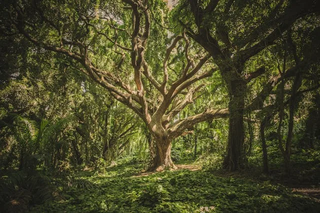 Trees sense solar eclipse Dolomites forest signals 2025
