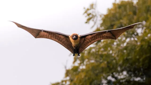 HKU5 bat coronavirus could pose future pandemic threat, study warns