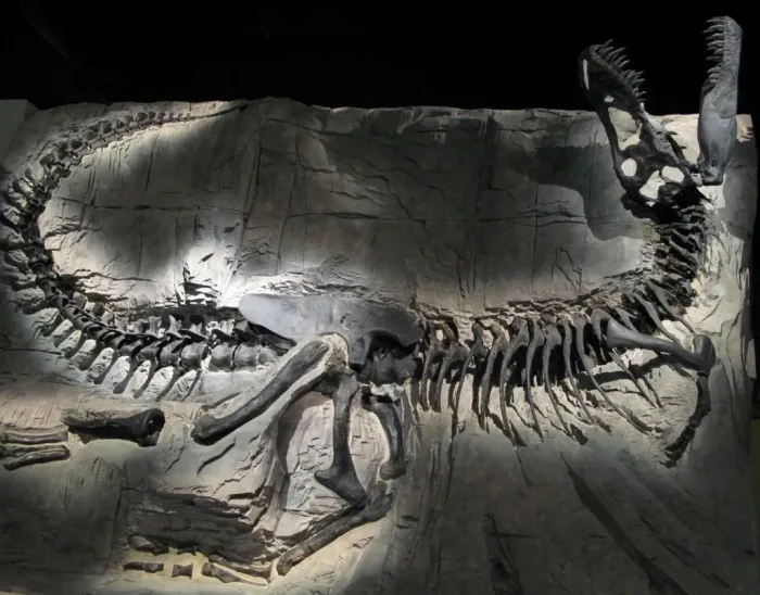 Khankhuuluu mongoliensis fossil reveals early tyrannosaur evolution